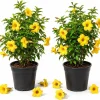 Brown Bud Allamanda Live Plants, Set of 2, 4-6 Inches Tall, Tropical Yellow Flowering Shrubs - Image 1
