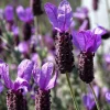 Bunny Ears Lavender Live Plant – Spanish Herb Seedlings 4-7 inch - Image 1