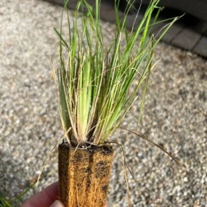 Burgundy Bunny Fountain Grass Live Plant - Compact Ornamental Grass - Zones 6-10 - Image 2