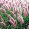 Burgundy Bunny Fountain Grass Live Plant - Compact Ornamental Grass - Zones 6-10 - Image 1