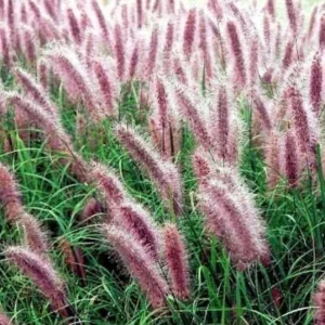 Burgundy Bunny Fountain Grass Live Plant - Compact Ornamental Grass - Zones 6-10 - Image 1