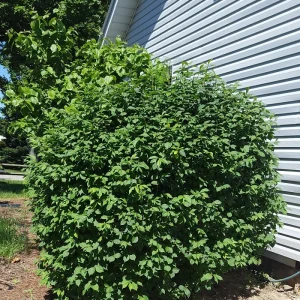 Burning Bush Live Plant - Euonymus alatus Seedlings for Hedge & Shade - Image 2