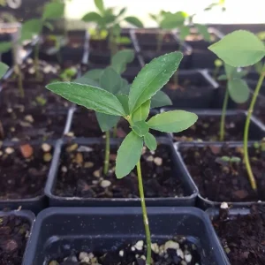 Burning Bush Live Plant - Euonymus alatus Seedlings for Hedge & Shade - Image 3