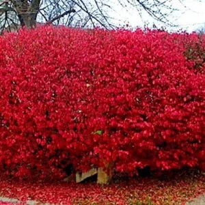 Burning Bush Live Plant - Euonymus alatus Seedlings for Hedge & Shade - Image 4
