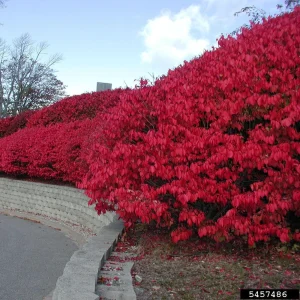 Burning Bush Live Plant - Euonymus alatus Seedlings for Hedge & Shade - Image 5