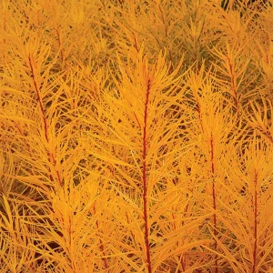 Butterscotch Amsonia Live Plant - Blue Star Flowers, Yellow Fall Color Perennial, USDA Zones 4-9 - Image 2