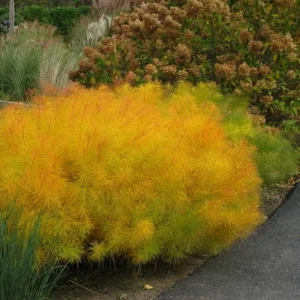 Butterscotch Amsonia Live Plant - Blue Star Flowers, Yellow Fall Color Perennial, USDA Zones 4-9 - Image 3