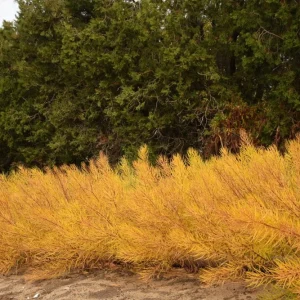 Butterscotch Amsonia Live Plant - Blue Star Flowers, Yellow Fall Color Perennial, USDA Zones 4-9 - Image 4