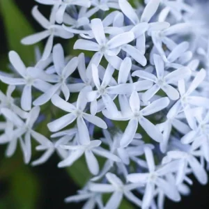 Butterscotch Amsonia Live Plant - Blue Star Flowers, Yellow Fall Color Perennial, USDA Zones 4-9 - Image 5