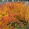 Butterscotch Amsonia Live Plant - Blue Star Flowers, Yellow Fall Color Perennial, USDA Zones 4-9 - Image 1