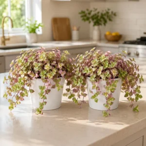 Callisia Live Plant Set - Pink Lady Trailing Houseplant, 5-8" Tall, 4" Pot, 2-Pack - Image 1