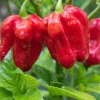 Caribbean Red Habanero Live Pepper Plants - 2 Pack, 9-13 inch Seedlings - Image 1