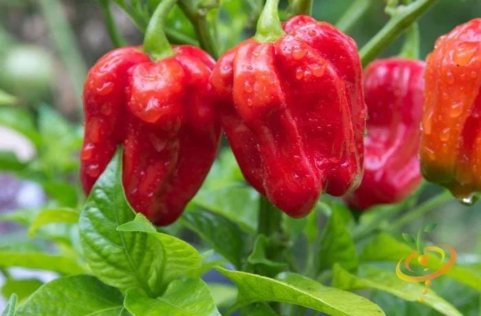 Caribbean Red Habanero Live Pepper Plants - 2 Pack, 9-13 inch Seedlings - Image 1