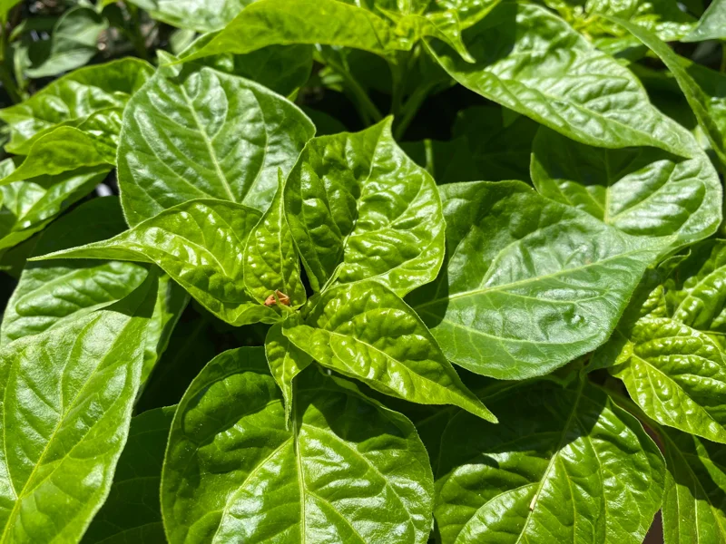 Caribbean Red Habanero Live Pepper Plants - 2 Pack, 9-13 inch Seedlings - Image 2