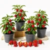 Carolina Reaper Live Plant 4-Pack - Hottest Chili Pepper Starter Plants, 4-6 Inch Tall, Red - Image 1