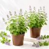 Catnip Live Plant, Perennial Herb, Pack of 2, 4-8 Inch Tall, Outdoor - Image 1