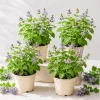 Catnip Live Plant Set, 4 Pack, 4-8 Inch Tall Perennial Herb for Cats, Indoor/Outdoor - Image 1