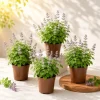 Catnip Live Plants, Perennial Herb for Home Garden, Pack of 4, 4-8 Inch Tall - Image 1