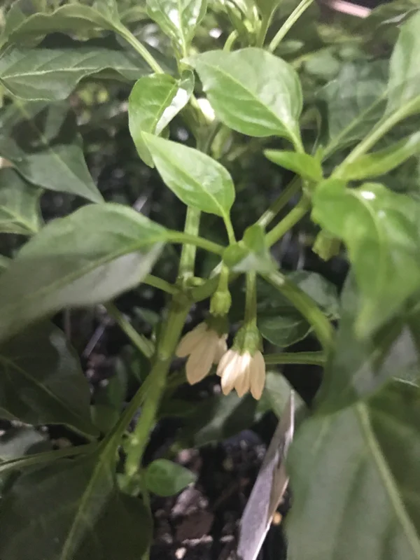 Cayenne Pepper Plants Live - Red Chili Seedlings - 2 Pack, 11-15 inches - Image 2