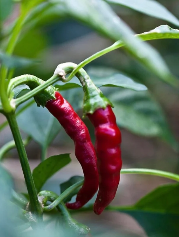 Cayenne Pepper Plants Live - Red Chili Seedlings - 2 Pack, 11-15 inches - Image 1