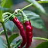 Cayenne Red Pepper Live Plants - 2 Pack, 5-9 Inch Seedlings for Outdoor Garden - Image 1