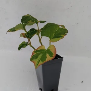 Chameleon Plant Live Plant - Houttuynia cordata - 2.5x4 inch Pot - Rainbow Leaf Ground Cover Perennial Zone 3-9 - Image 2