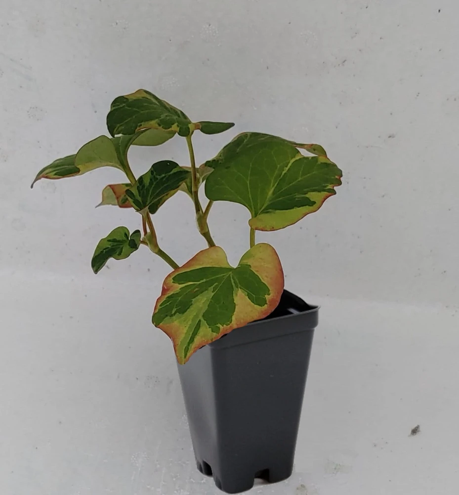 Chameleon Plant Live Plant - Houttuynia cordata - 2.5x4 inch Pot - Rainbow Leaf Ground Cover Perennial Zone 3-9 - Image 2