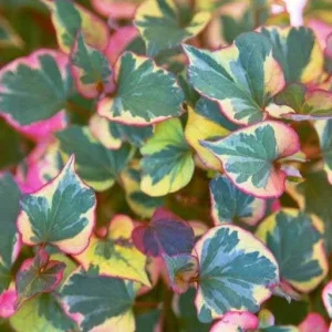 Chameleon Plant Live Plant - Houttuynia cordata - 2.5x4 inch Pot - Rainbow Leaf Ground Cover Perennial Zone 3-9 - Image 3