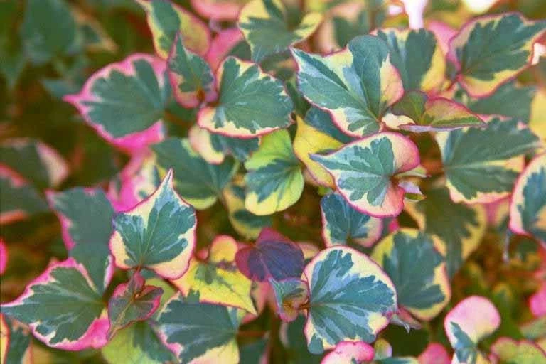 Chameleon Plant Live Plant - Houttuynia cordata - 2.5x4 inch Pot - Rainbow Leaf Ground Cover Perennial Zone 3-9 - Image 3
