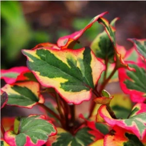 Chameleon Plant Live Plant - Houttuynia cordata - 2.5x4 inch Pot - Rainbow Leaf Ground Cover Perennial Zone 3-9 - Image 4