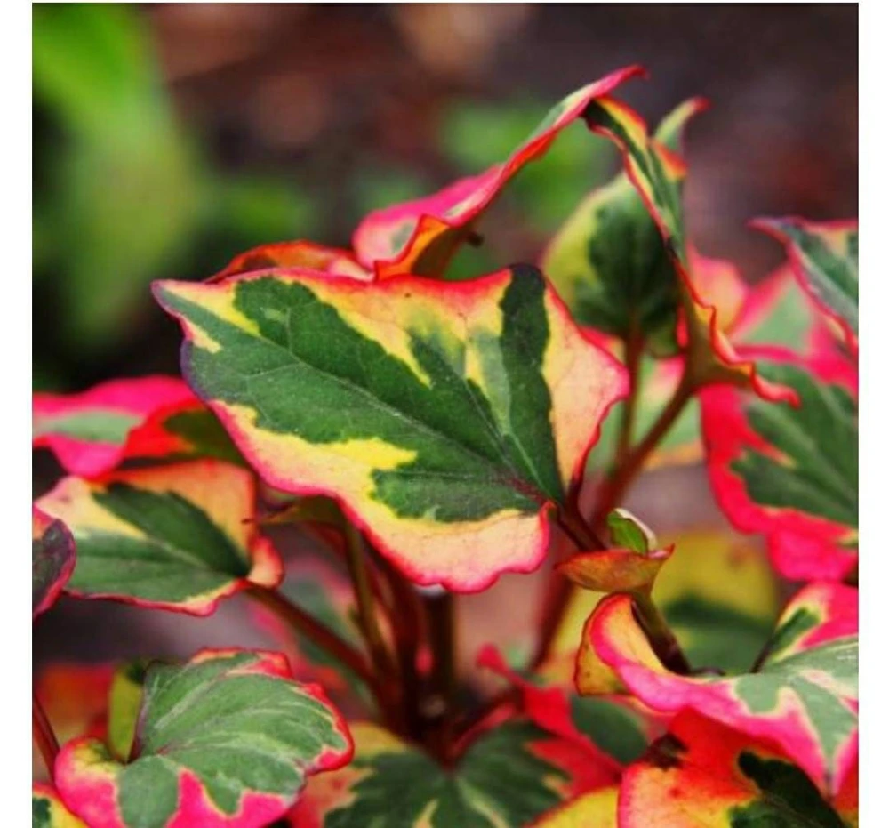 Chameleon Plant Live Plant - Houttuynia cordata - 2.5x4 inch Pot - Rainbow Leaf Ground Cover Perennial Zone 3-9 - Image 4