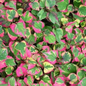 Chameleon Plant Live Plant - Houttuynia cordata - 2.5x4 inch Pot - Rainbow Leaf Ground Cover Perennial Zone 3-9 - Image 5