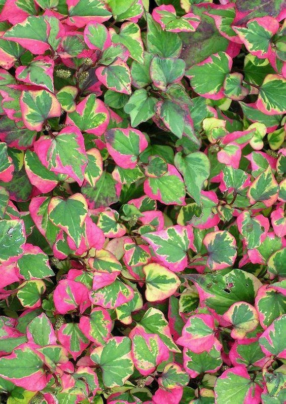 Chameleon Plant Live Plant - Houttuynia cordata - 2.5x4 inch Pot - Rainbow Leaf Ground Cover Perennial Zone 3-9 - Image 5