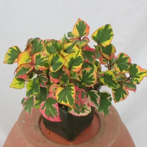 Chameleon Plant Live Plant - Houttuynia cordata - 2.5x4 inch Pot - Rainbow Leaf Ground Cover Perennial Zone 3-9 - Image 1