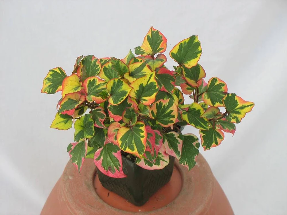 Chameleon Plant Live Plant - Houttuynia cordata - 2.5x4 inch Pot - Rainbow Leaf Ground Cover Perennial Zone 3-9 - Image 1