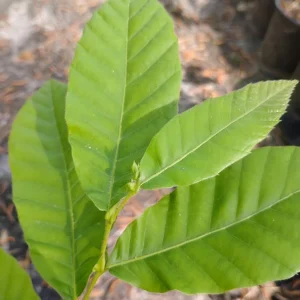 Chinese Chestnut Tree Live Plant – 1 Gallon Pot – Outdoor – 16 in Tall - Image 2