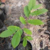 Chinese Chestnut Tree Live Plant – 1 Gallon Pot – Outdoor – 16 in Tall - Image 1