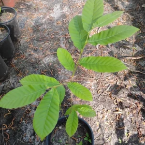 Chinese Chestnut Tree Live Plant – 1 Gallon Pot – Outdoor – 16 in Tall - Image 1