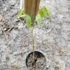 Chinese Chestnut Tree Live Plant - 1 Quart Potted Sapling - Outdoor - Image 1