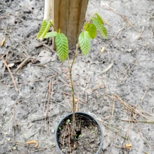 Chinese Chestnut Tree Live Plant - 1 Quart Potted Sapling - Outdoor - Image 1