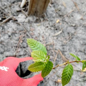 Chinese Chestnut Tree Live Plant - 1 Quart Potted Sapling - Outdoor - Image 2