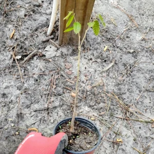 Chinese Chestnut Tree Live Plant - 1 Quart Potted Sapling - Outdoor - Image 3