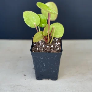 Chinese Money Plant (Pilea Peperomioides) Live Houseplant - Indoor Plant - Image 2