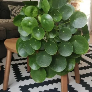 Chinese Money Plant (Pilea Peperomioides) Live Houseplant - Indoor Plant - Image 3