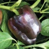 Chocolate Beauty Bell Pepper Live Plants - 3 Pack, 4-9” Tall Seedlings, Outdoor Garden - Image 1
