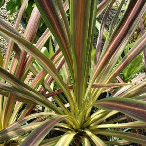 Chocolate Mint Cordyline Live Plant – Tropical Foliage – 2.5x4 inch Pot – Indoor/Outdoor - Image 2