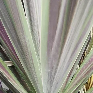 Chocolate Mint Cordyline Live Plant – Tropical Foliage – 2.5x4 inch Pot – Indoor/Outdoor - Image 3