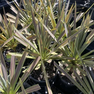 Chocolate Mint Cordyline Live Plant – Tropical Foliage – 2.5x4 inch Pot – Indoor/Outdoor - Image 4