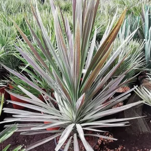 Chocolate Mint Cordyline Live Plant – Tropical Foliage – 2.5x4 inch Pot – Indoor/Outdoor - Image 1