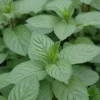 Chocolate Mint Live Herb Plant - 4 inch Pot, Fragrant Culinary Mint - Image 1